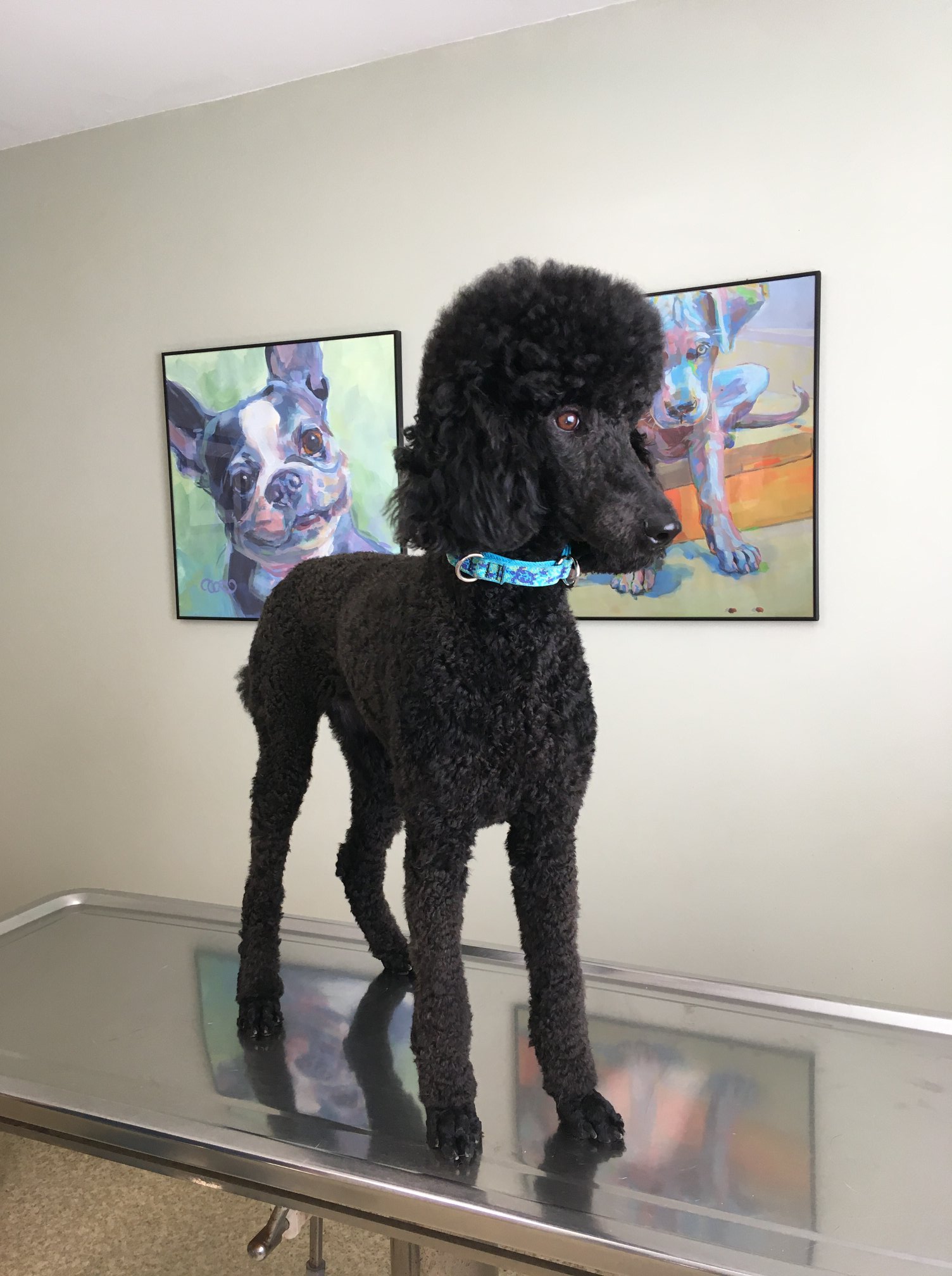 Hoke Animal Clinic 1559 Cooper Hill Rd, Irondale