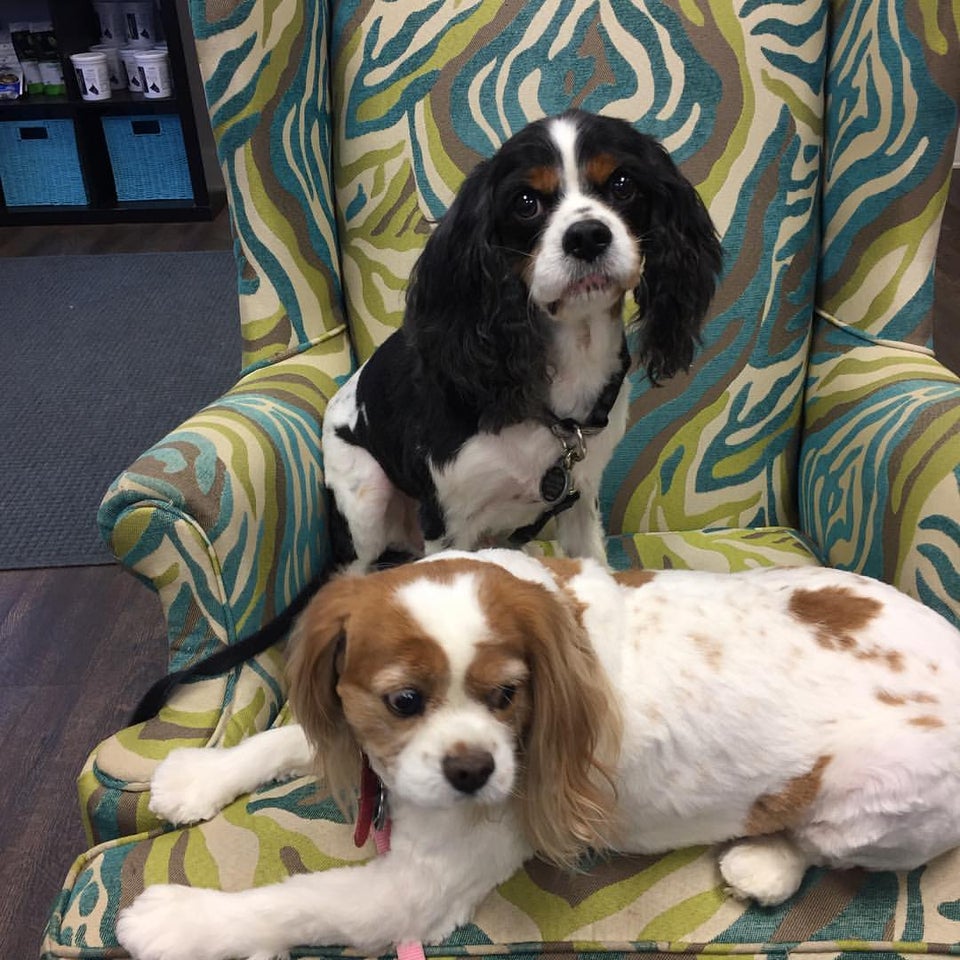 Grants Mill Animal Hospital 5431 Beacon Dr, Irondale