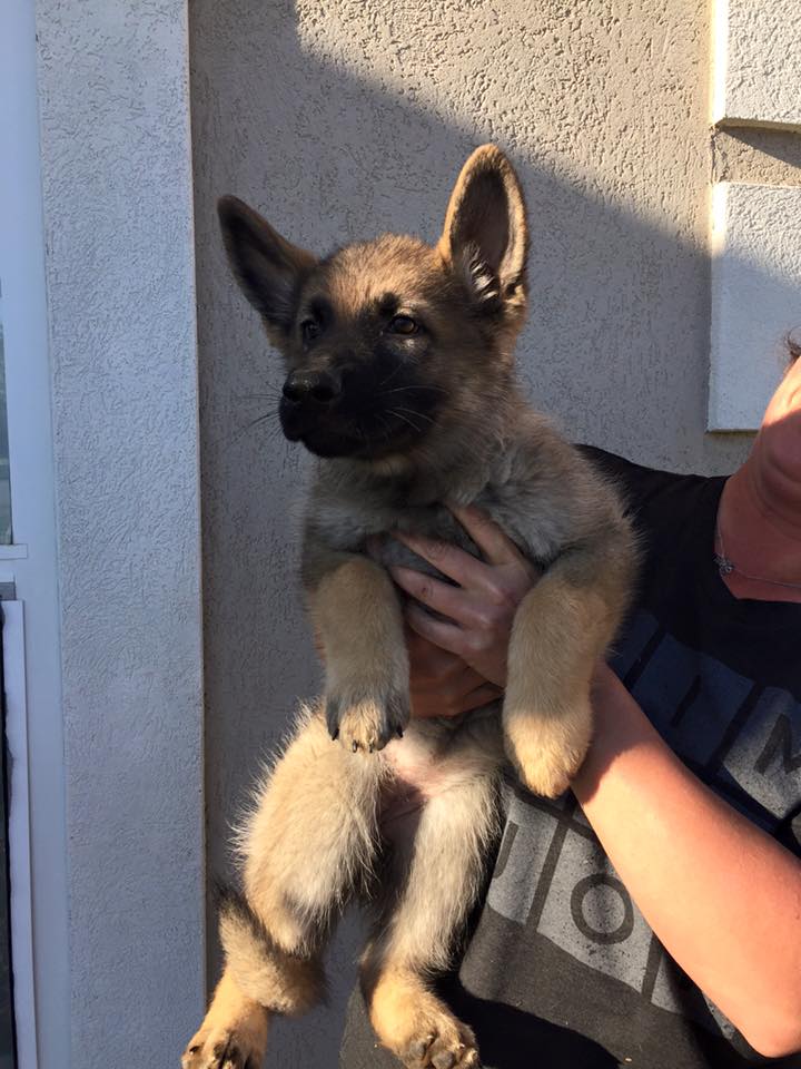 UNITED CANINE Phenix City