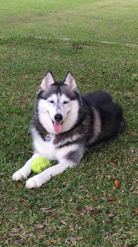 Sidel David R DVM Theodore