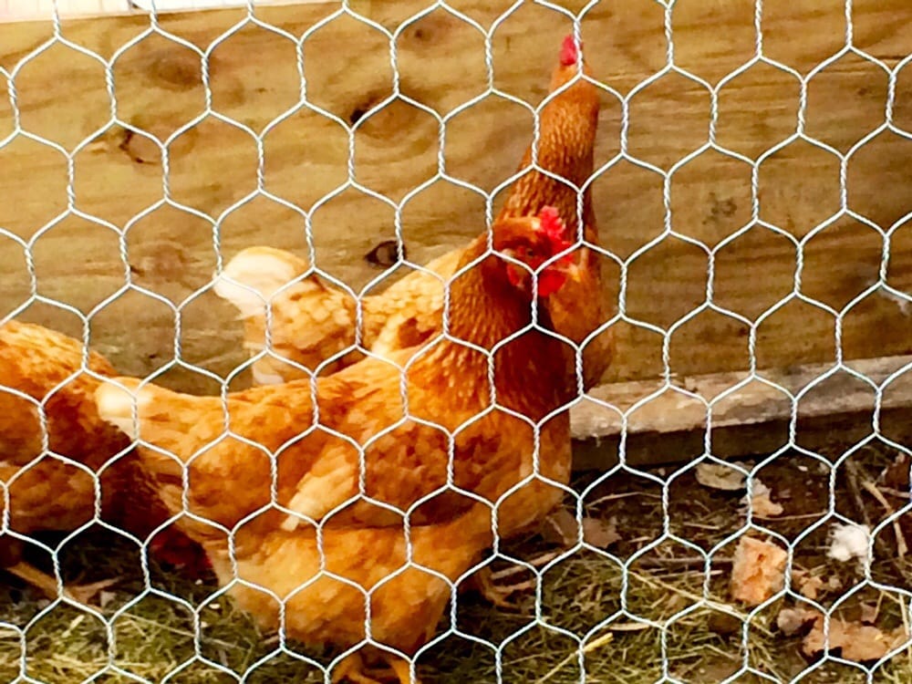 Powell Feed & Pet Supplies Harrison