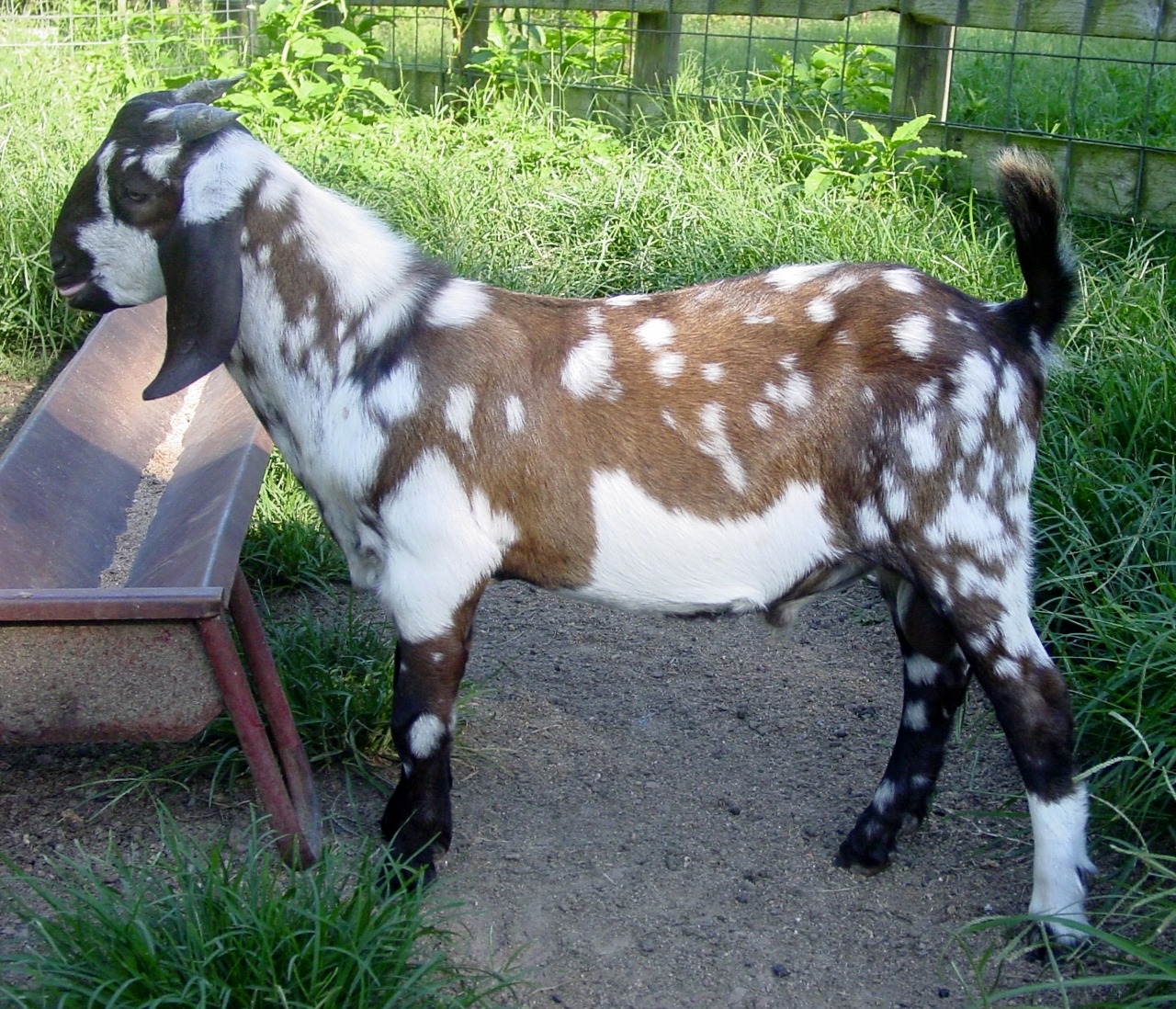 C and E Goats 150 Varvil Ln, Quitman