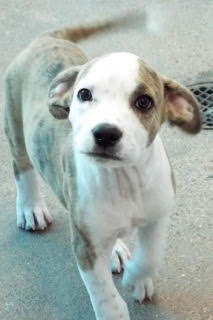 ANIMAL LEAGUE OF GREEN VALLEY - Green Valley AZ - Hours, Directions