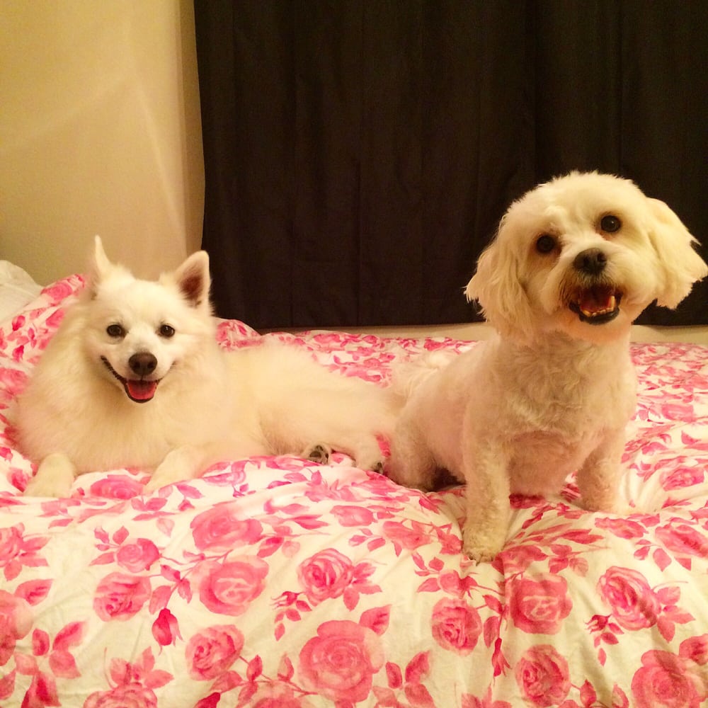 See Spot Shop Scottsdale