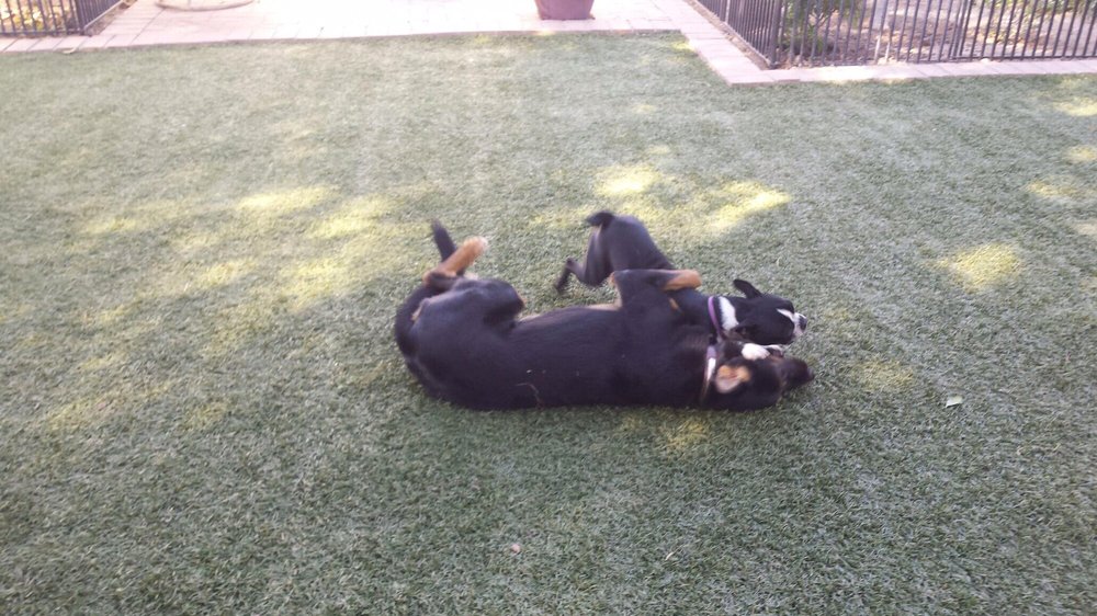 Dog MastersTraining Tucson