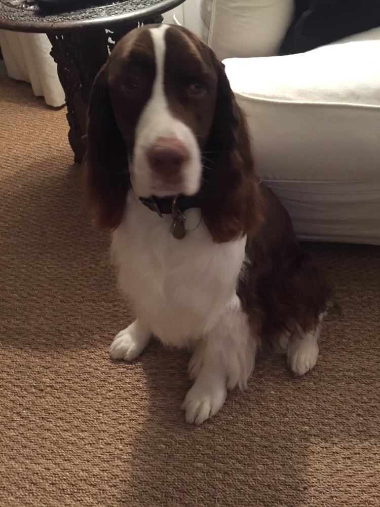 A New Edge Dog Salon Carpinteria