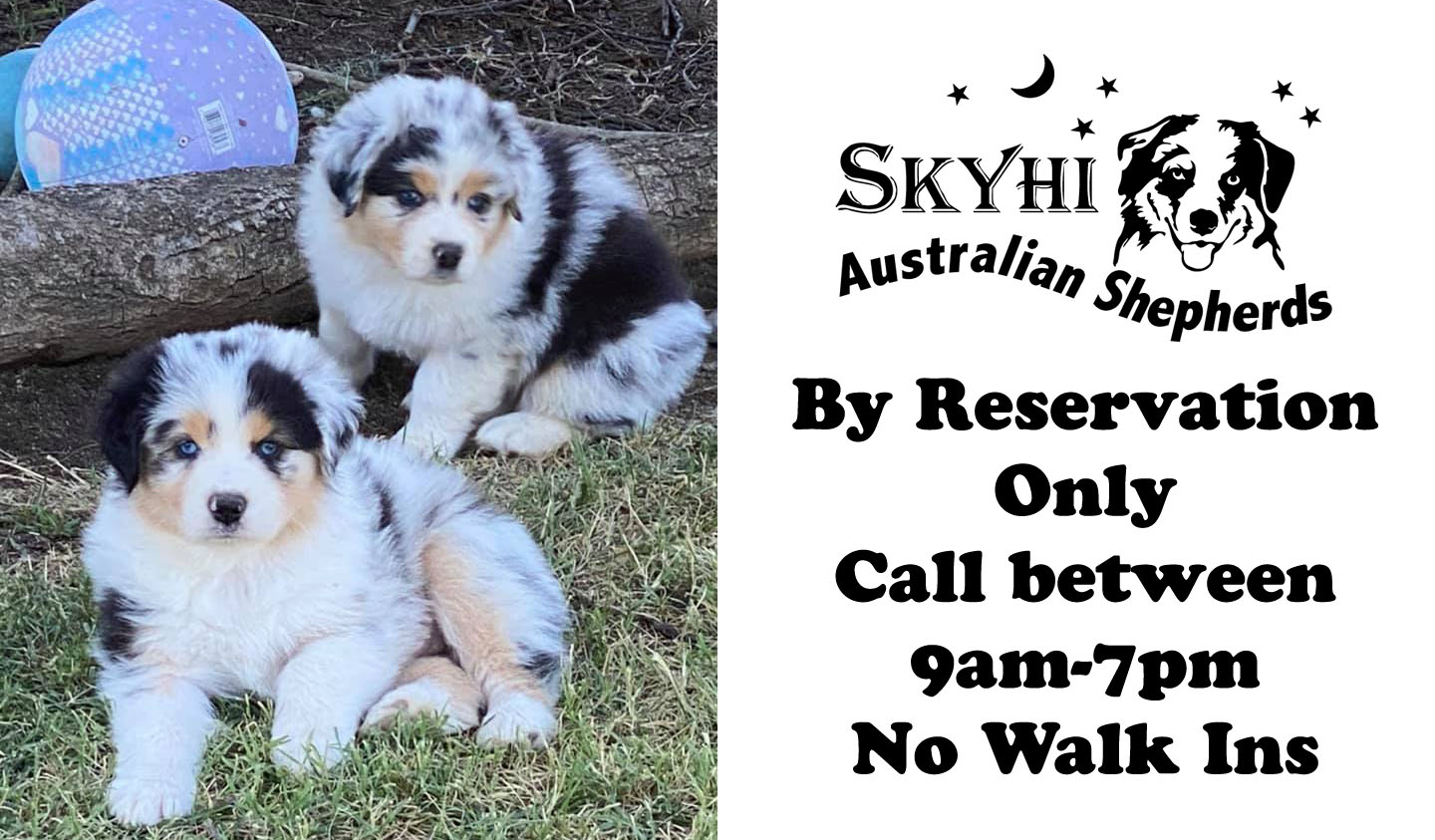 SkyHi Australian Shepherds 1234 Hickman Rd, Hickman California 95323