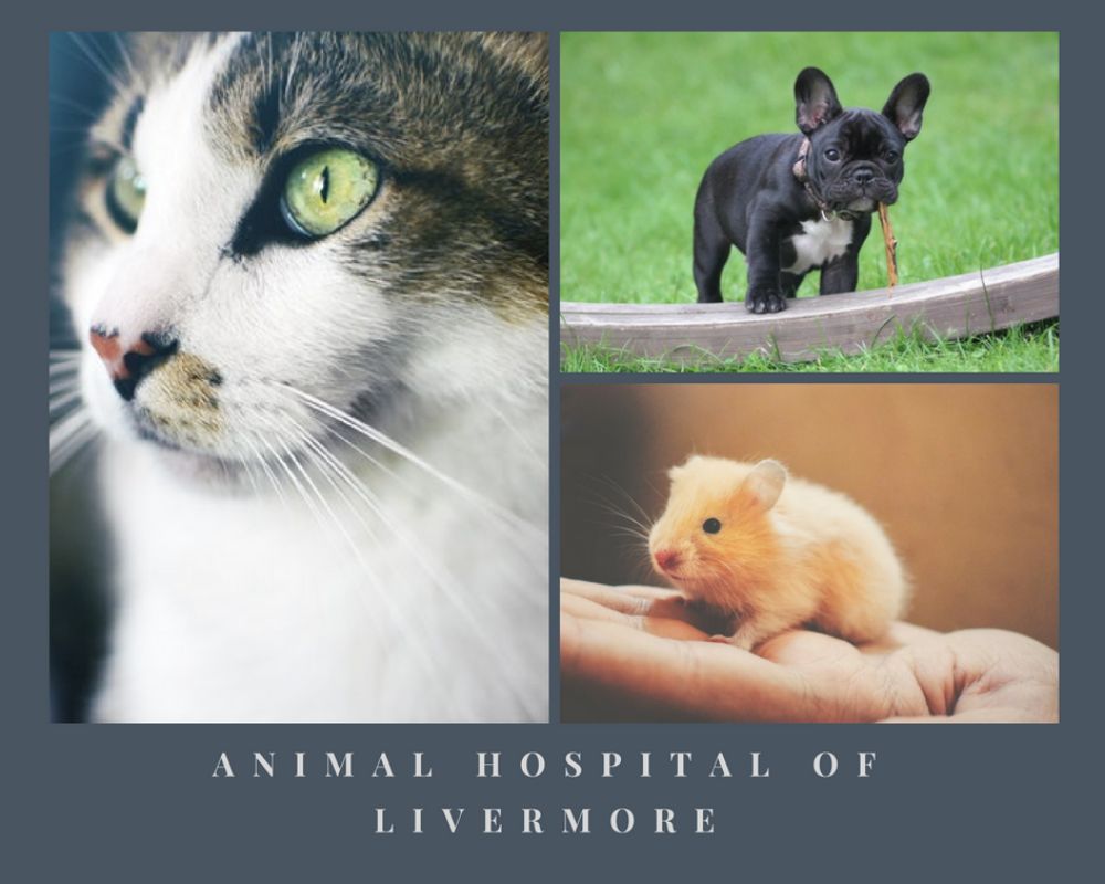 Animal Hospital of Livermore