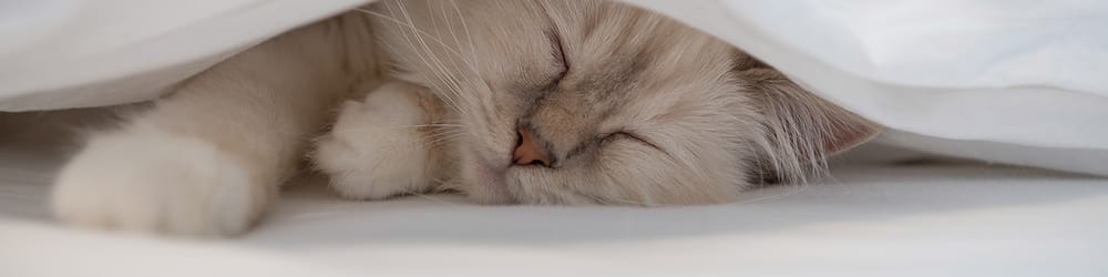 Escalon Natural Health Massage