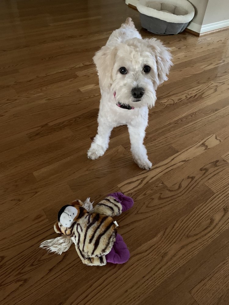 Monrovia Pet & Grooming Center Monrovia