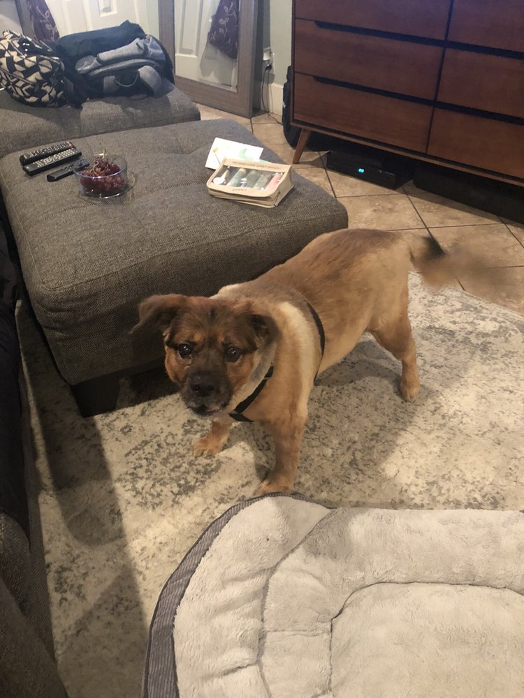 Terry's Claws & Paws Orange