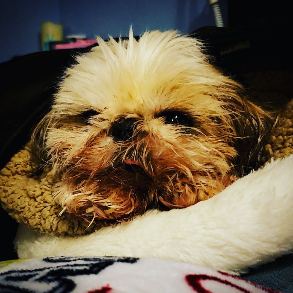 Royalty Pet Care Pasadena