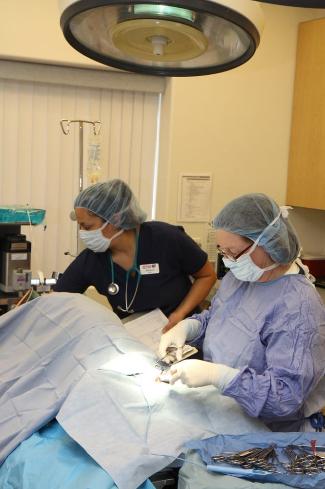 All Pets Veterinary Hospital: Caylor Kevin B DVM 28326 S Western Ave, Rancho Palos Verdes