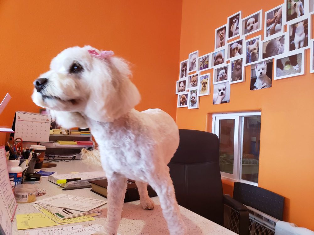 Sun's Pet Grooming 28378 S Western Ave, Rancho Palos Verdes