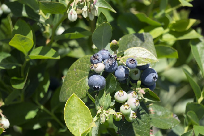 GREEN ACRES NURSERY & SUPPLY - Sacramento CA - Hours, Directions ...