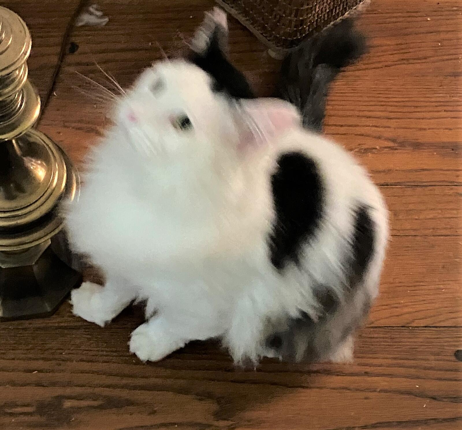 Friendly Faces Pet Services Sacramento