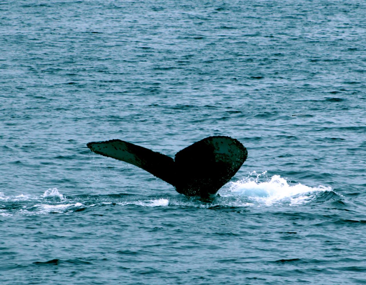 San Diego Whale Watch 1617 Quivira Rd, San Diego