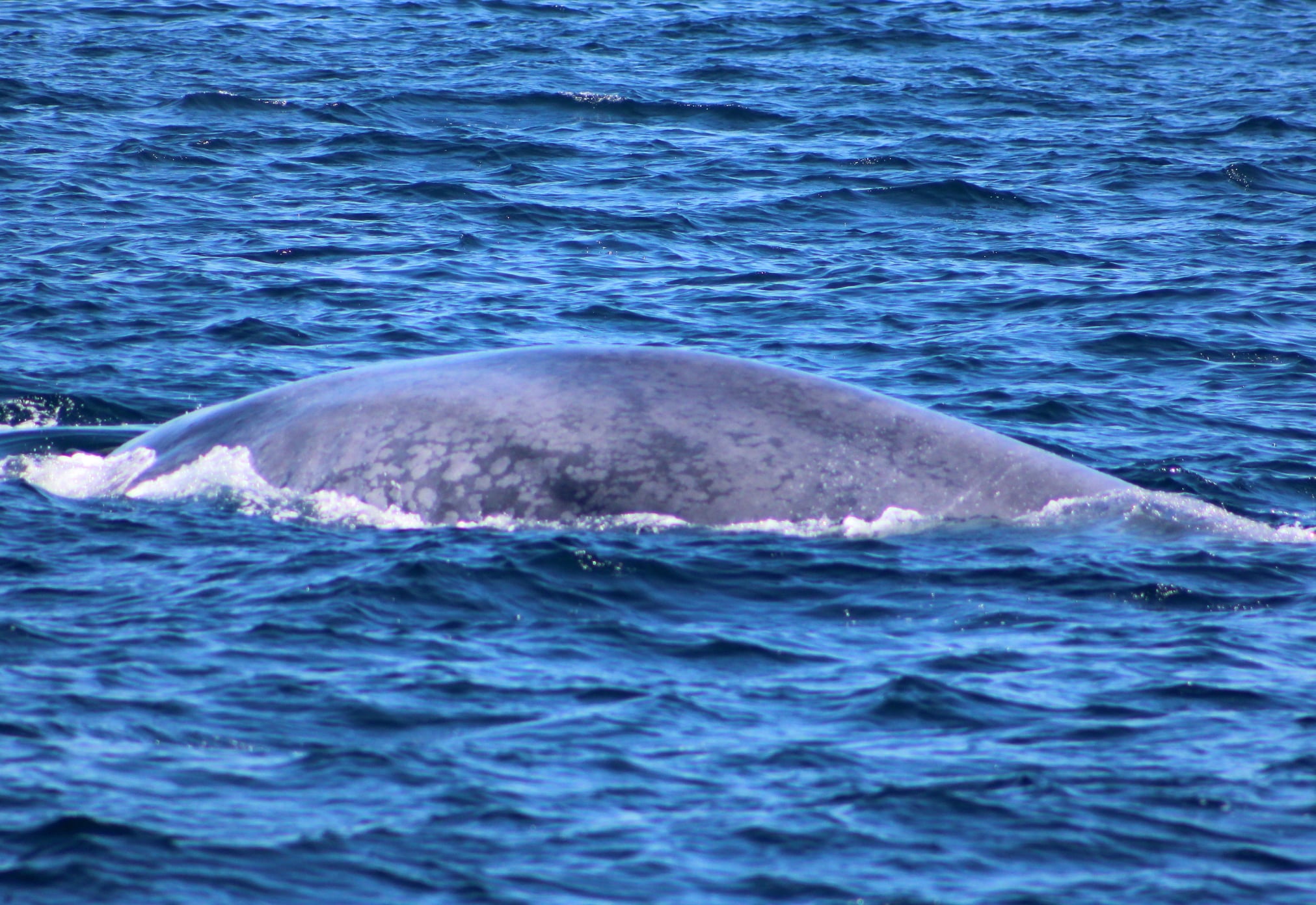 San Diego Whale Watch 1617 Quivira Rd, San Diego