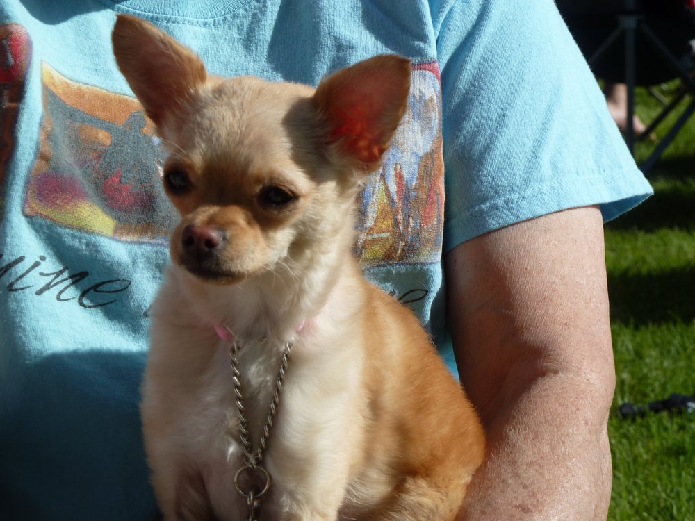 Affordable Veterinary Clinic Santa Clarita