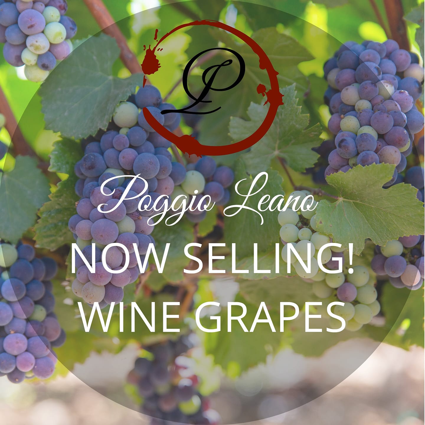 Poggio Leano 27495 Ynez Rd, Temecula