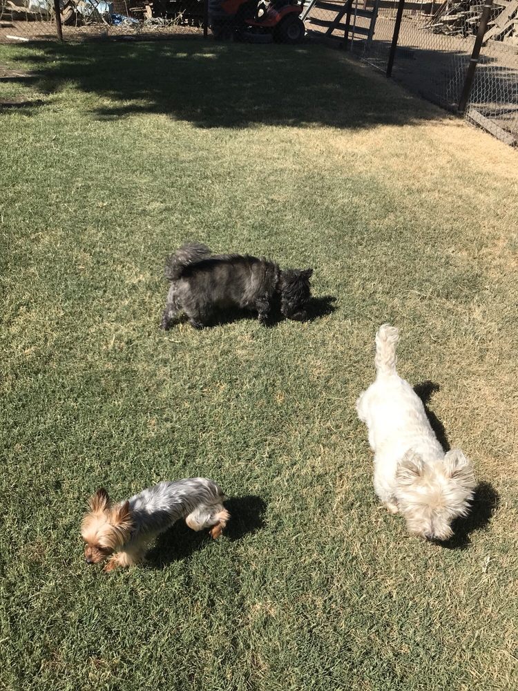 Sandyland Kennels Tulare