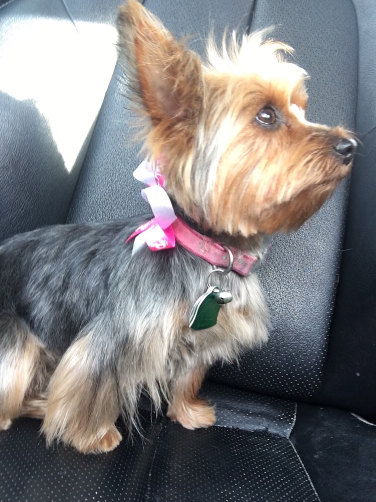 Poodle Parlor Vallejo