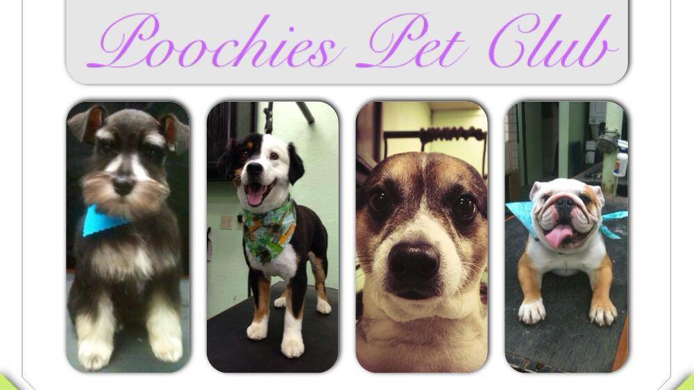 Poochie's Pet Club Pet Grooming
