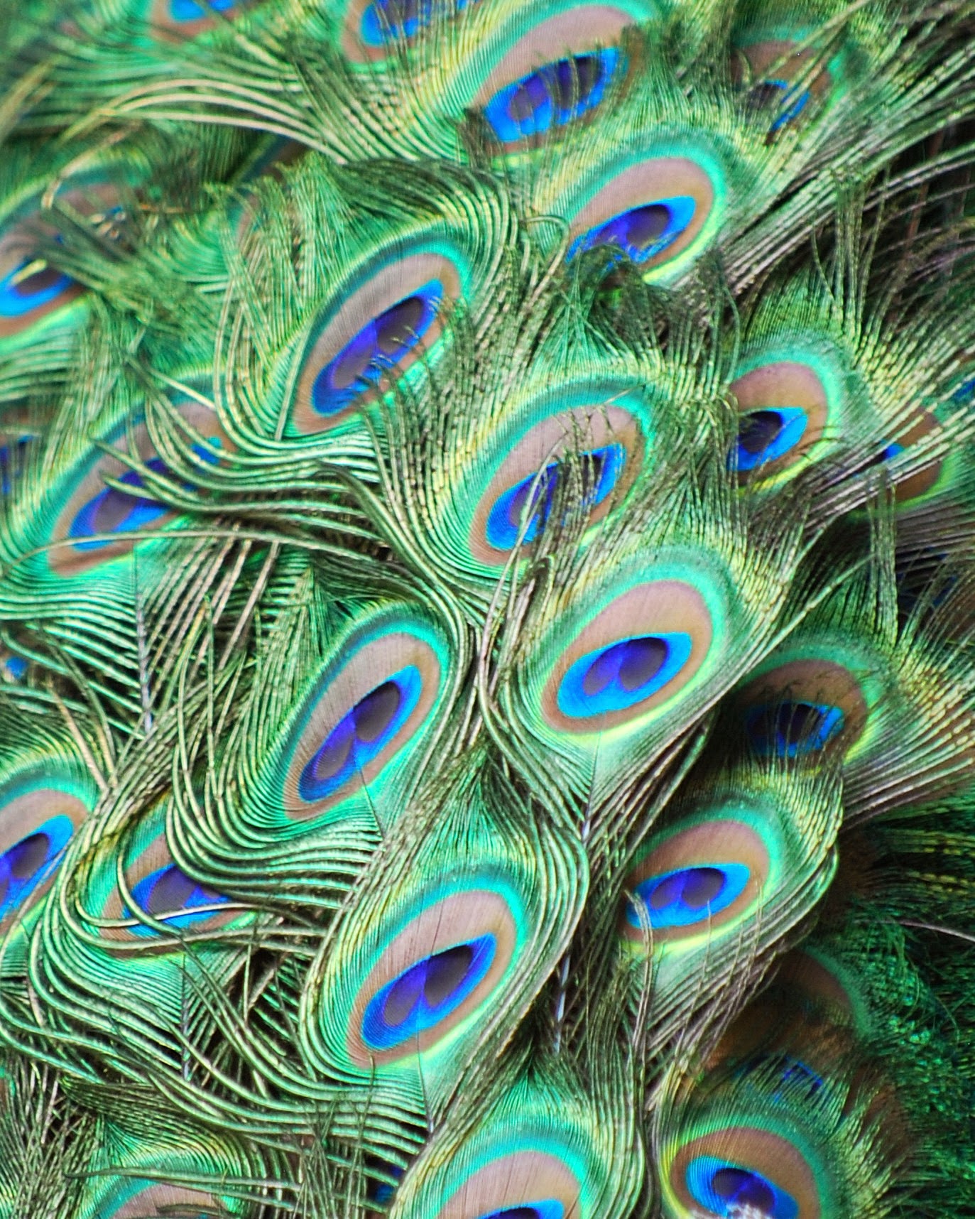 Chrissy Peacock - LMT