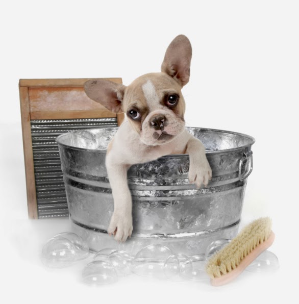 TLC Grooming By Danielle - Pet Grooming Services, Pet Grooming Shop in Grand Junction CO
