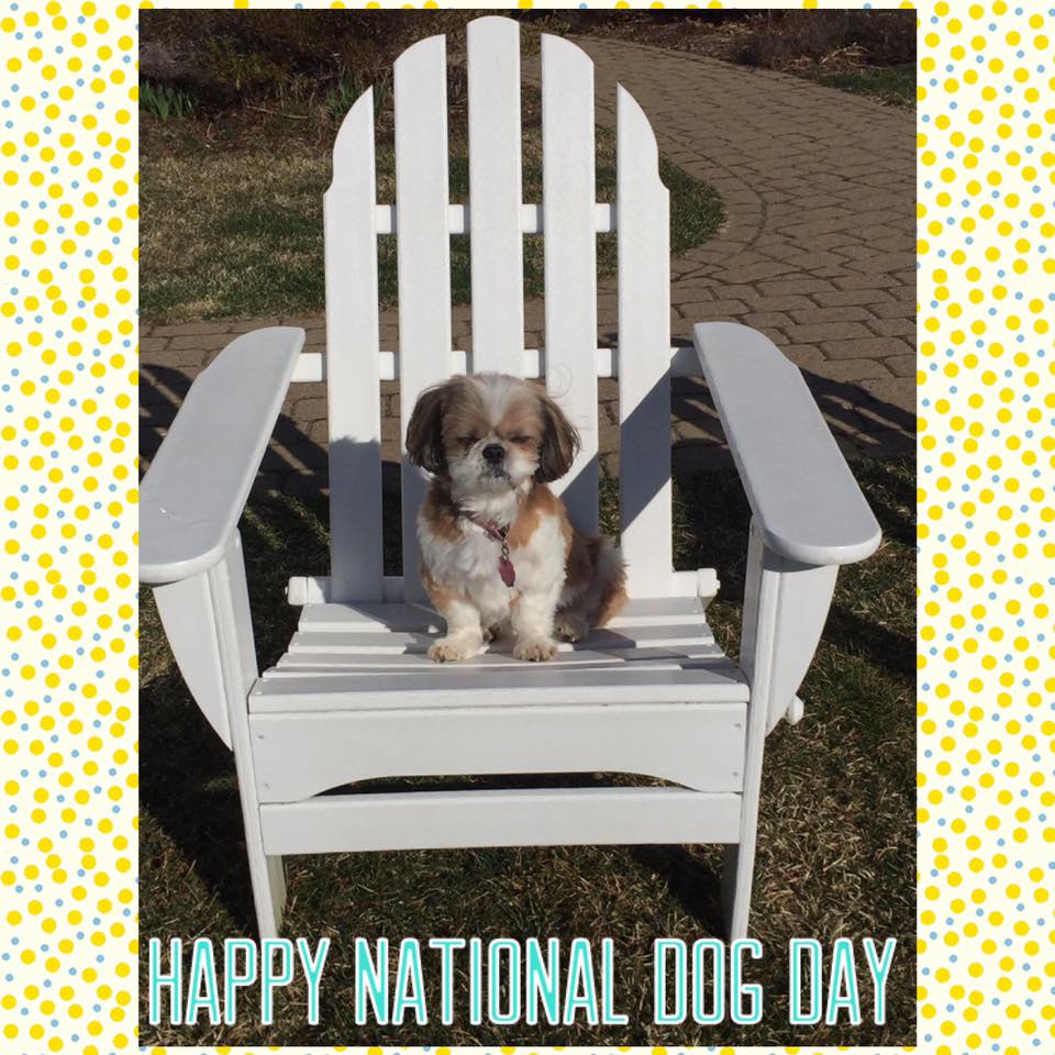 Hairytails Grooming Derby