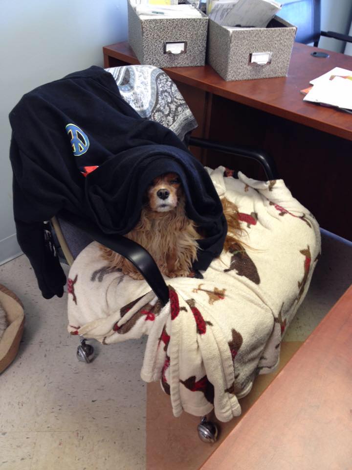 Four Your Paws Only Durham