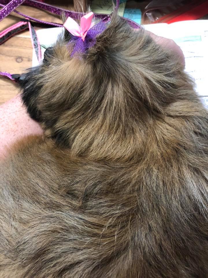 Guilford Groomer Guilford