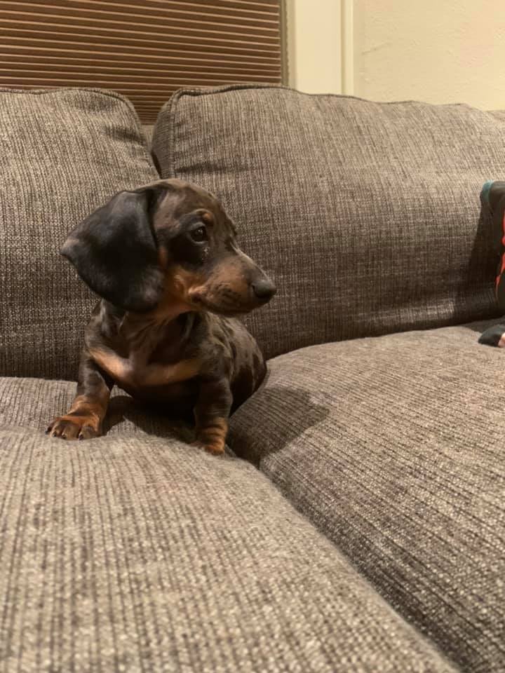 Love Our Pet, LLC Norwalk