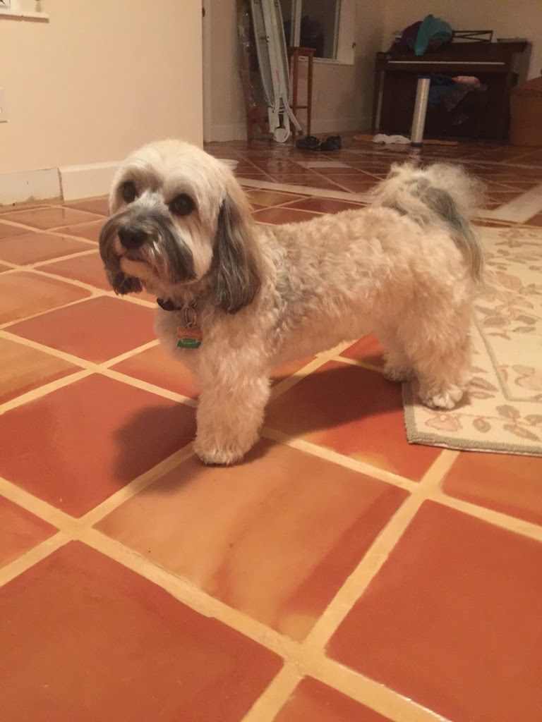FOXSHIRE GROOMING, INC 14203 NW 150th Ave, Alachua