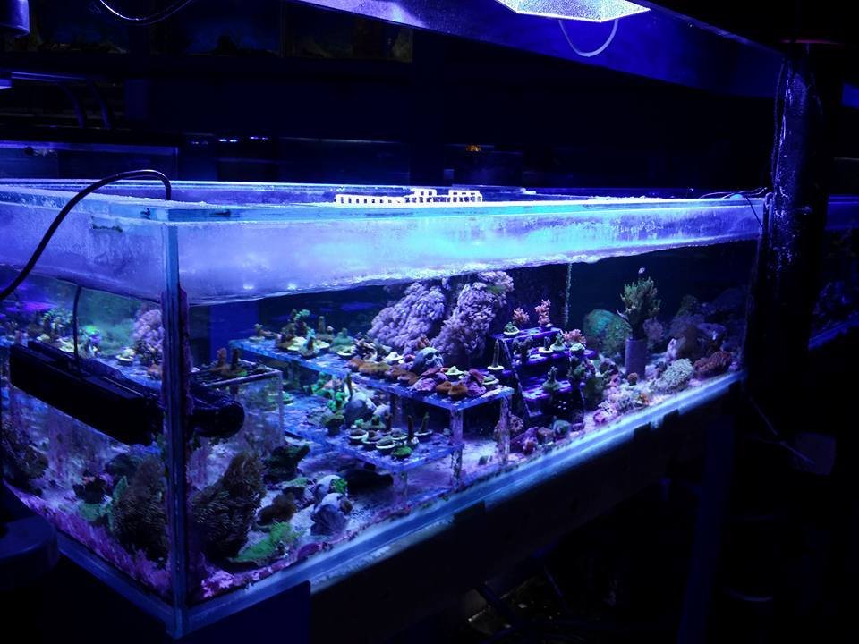 Aquarium & Reef Center