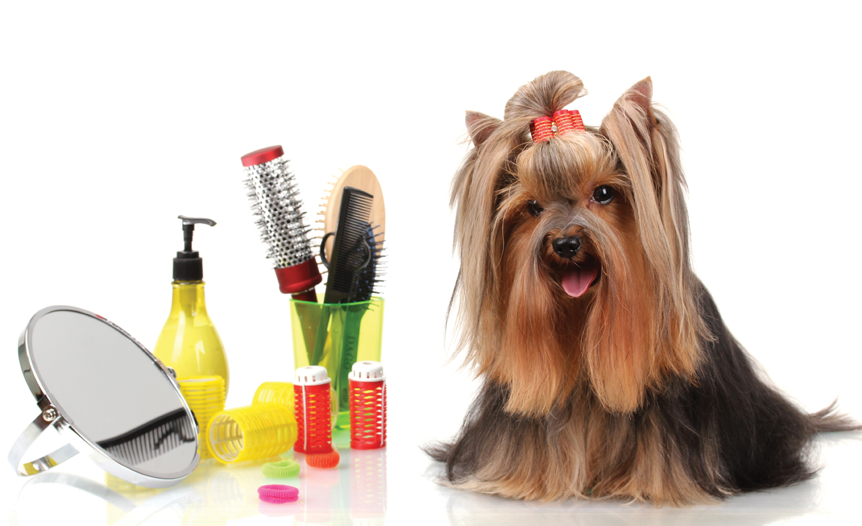 Lovely Cuts Pet Grooming