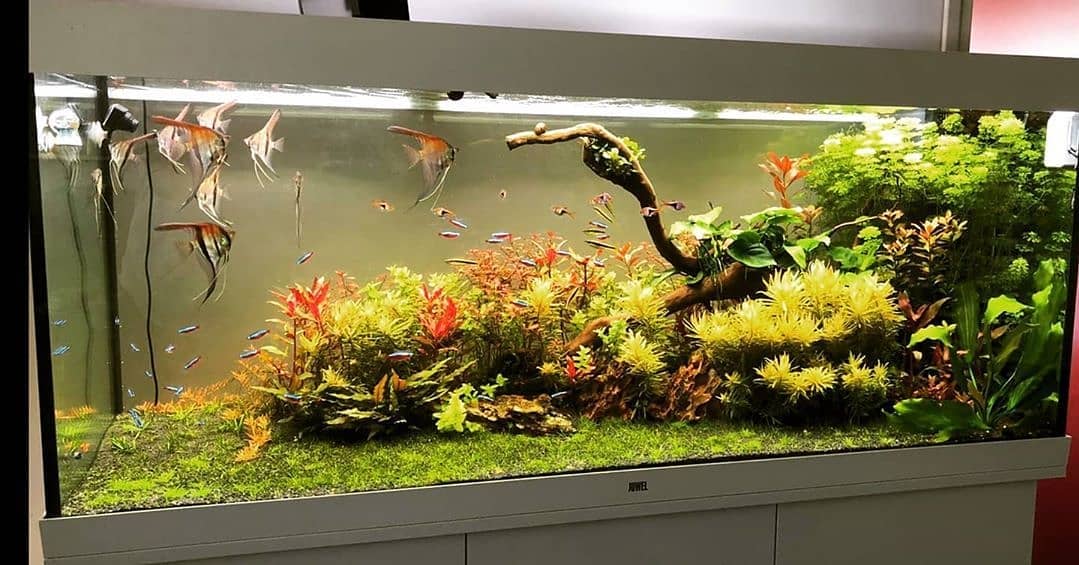 Continuum Aquatics