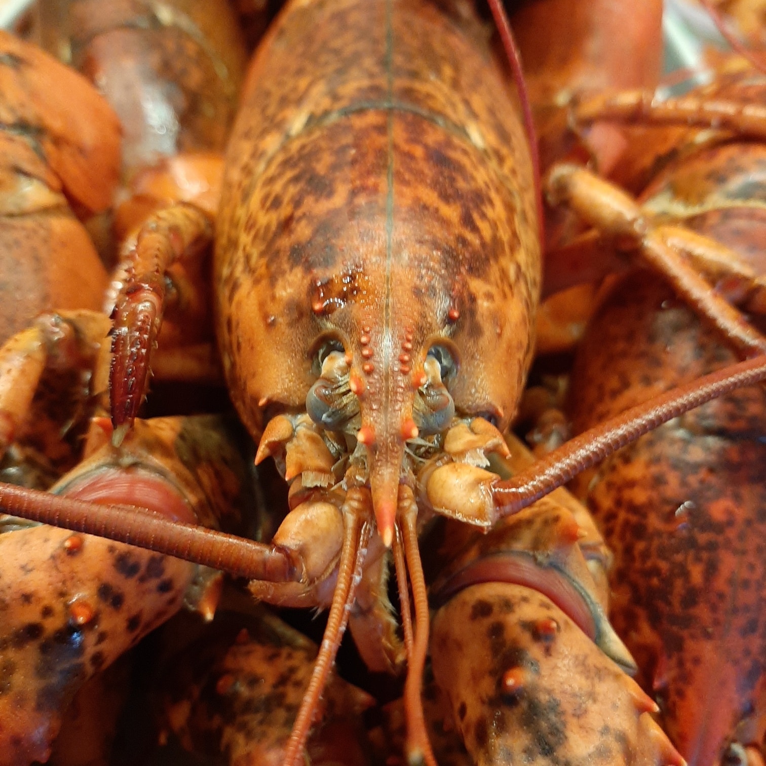 Captain & Krewe Seafood Market & Raw Bar 629 8th St S, Naples