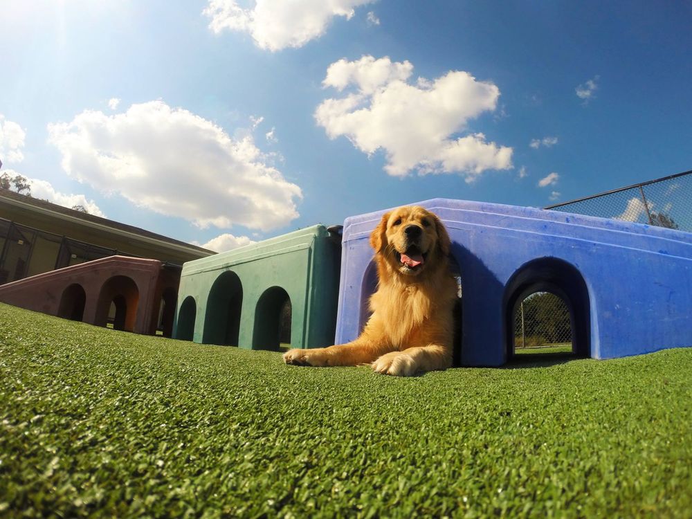 Pet Paradise Gainesville 19518 W Newberry Rd, Newberry
