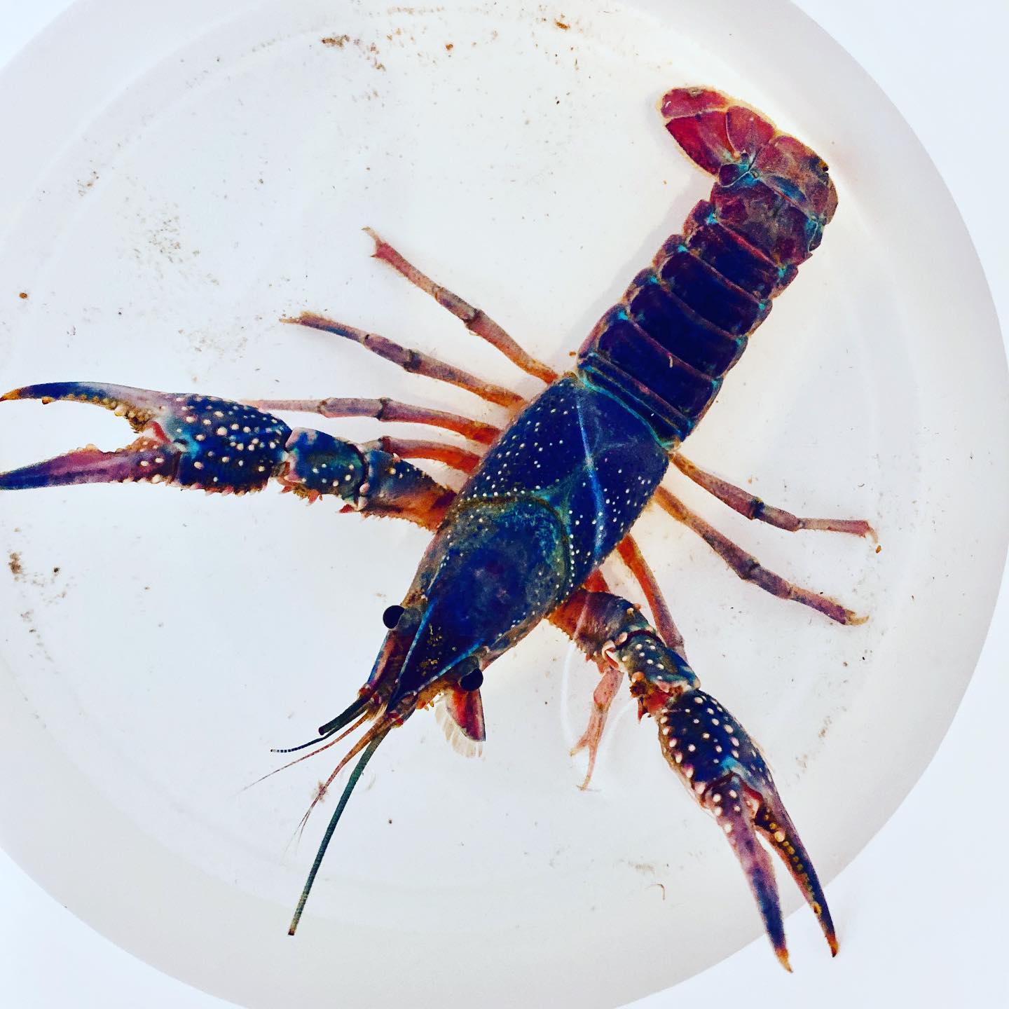 Cub's Crawfish 4145 Barrancas Ave, Pensacola