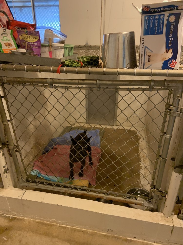 Cameo Kennels Pensacola