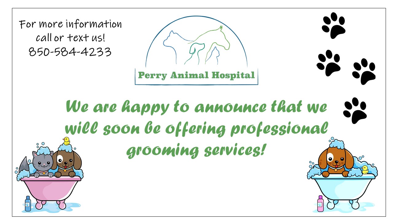 Perry Animal Hospital 1900 S Old Dixie Hwy, Perry Florida 32348