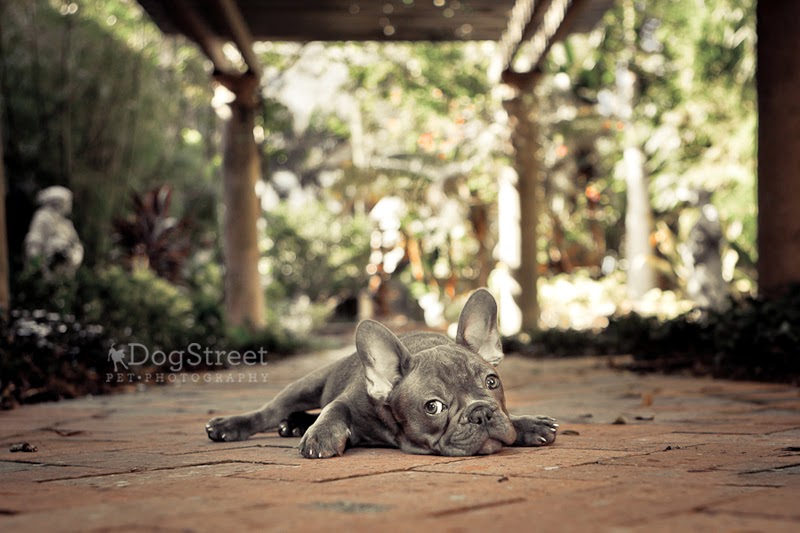 DogStreet Pet Photography