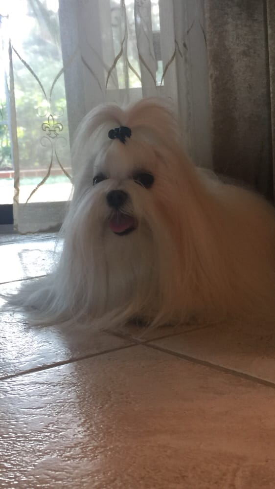 Precious Furs Pet Salon Sarasota