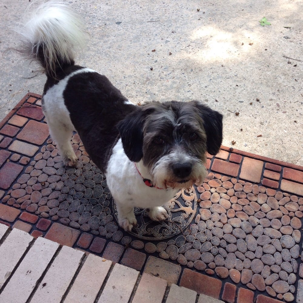 Connie's Happy Tails Augusta