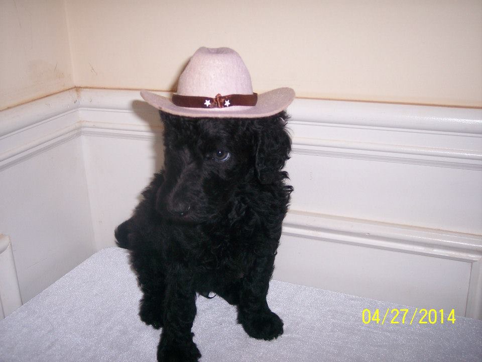 Kadees Standard Poodles Locust Grove