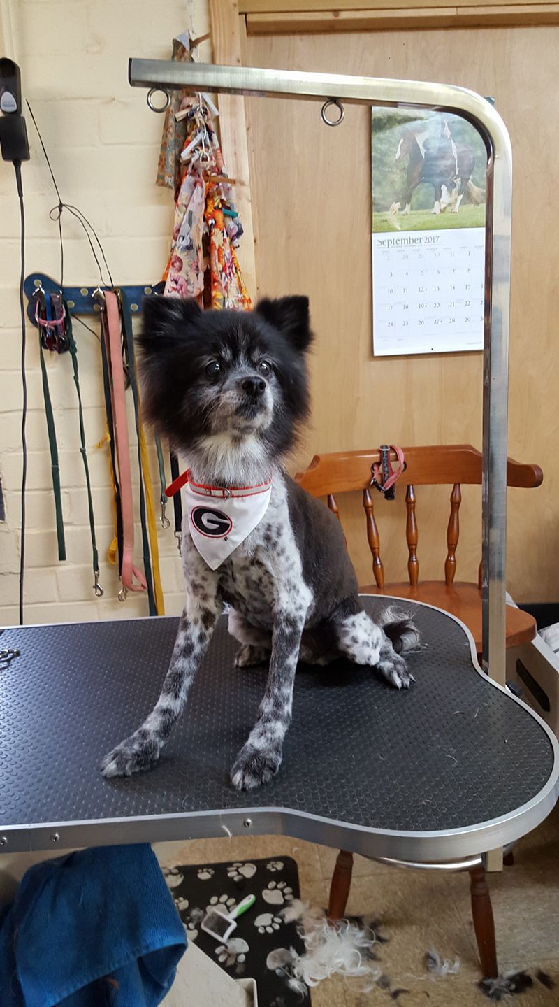 Jeannine's Pet Grooming Macon