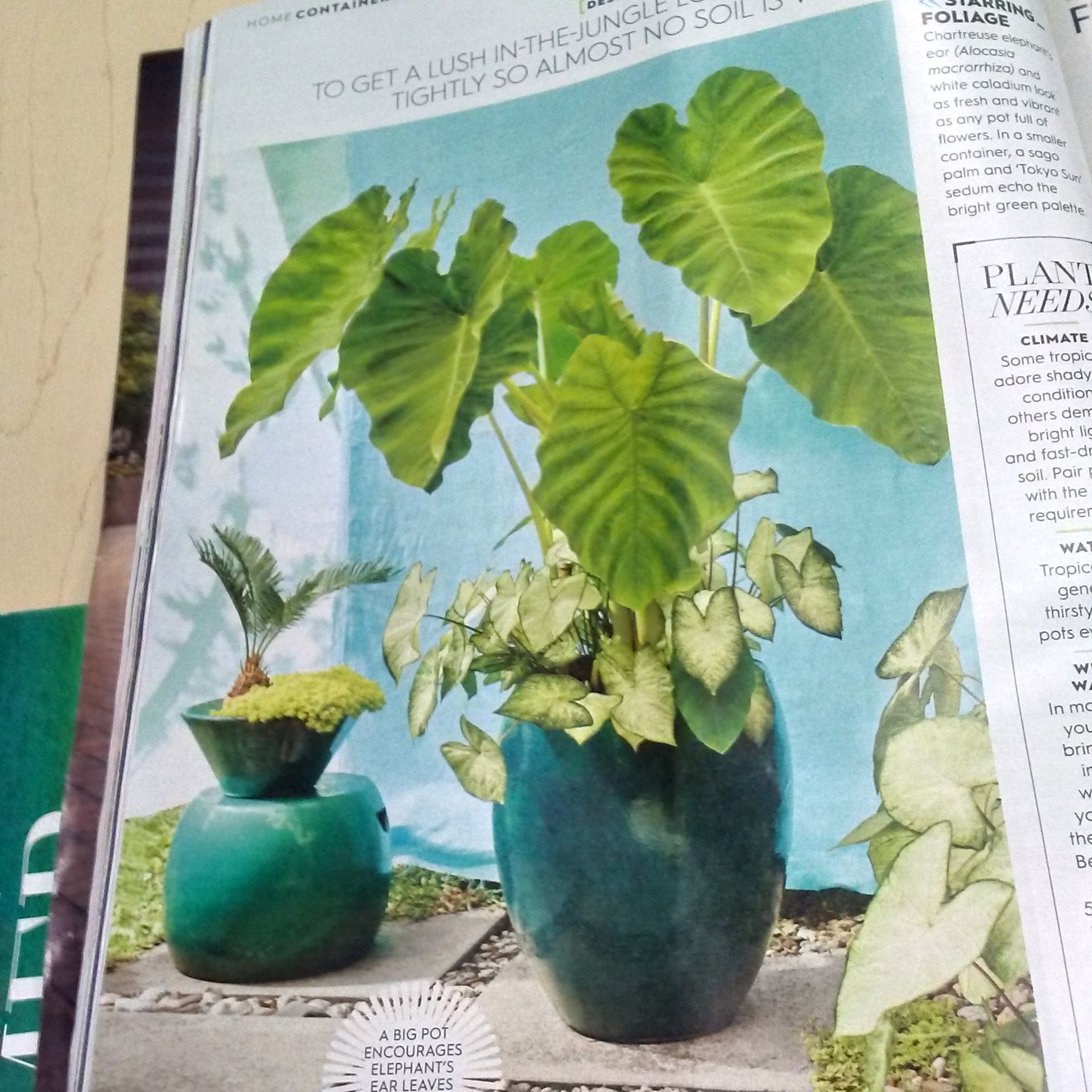 Meadows Wellness Center