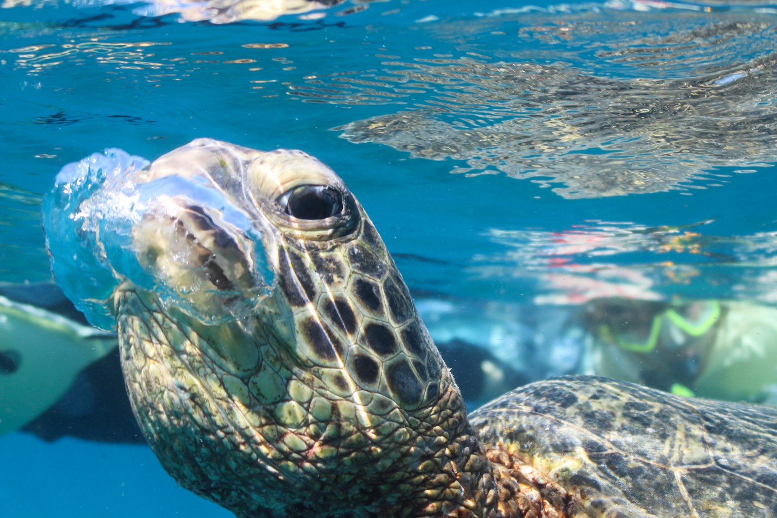 Dolphins and You: Swim with Dolphins in Oahu 307 Lewers St #401, Honolulu