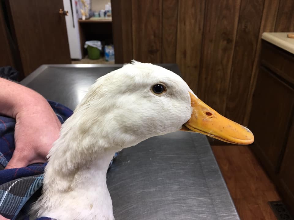 O'Brien Small Animal Clinic Manchester